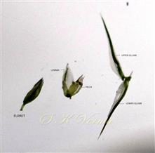 Parts of spikelet